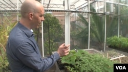 Rob Dunn looks for unwanted insects in a greenhouse at North Carolina State University. (S. Baragona/VOA)