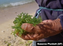 A variety of seaweed called Codium in Bali, Indonesia.
