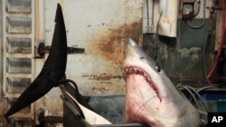 FILE - A mako shark in a tank at the New Fishall Bait Company that weighed in at 1323.5 pounds at the company's headquarters in Gardena, California.