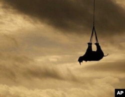 As part of the WWF’s efforts to save the black rhino, the organization has been lifting animals by means of helicopters to areas in South Africa’s KwaZulu-Natal province