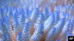 Corals are seen at the Great Barrier Reef in this January 2002 handout photo.