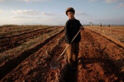 FILE - A North Korean boy works in a field of a collective farm in an area damaged by summer floods and typhoons in South Hwanghae province Sept. 30, 2011. I