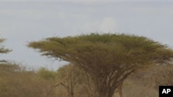 Somalis fleeing hunger in their drought-stricken nation walk along the main road leading from the Somalian border to the refugee camps around Dadaab, Kenya, Wednesday, July 13, 2011