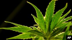 FILE - A marijuana plant is visible at Compassionate Care Foundation's medical marijuana dispensary in Egg Harbor Township, N.J., March 22, 2019.