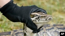 McKayla Spencer, petugas dari Badan Pelestarian Perikanan dan Margasatwa (FWC) memegang ular sanca Burma dalam konferensi pers, di Florida, 3 Juni 2021.