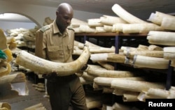 FILE - A Zimbabwe National Parks and Wildlife Management official checks ivory inside a storeroom in Harare, Aug. 22, 2012.
