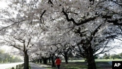 People exercise in the early morning along a spring blossom lined path in Hagley Park, Christchurch, New Zealand, Sept. 20, 2020. T