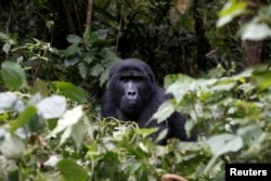 A male mountain gorilla from the Mukiza group is seen in the forest within the Bwindi National Park near the town of Kisoro, Uganda, March 31, 2018.