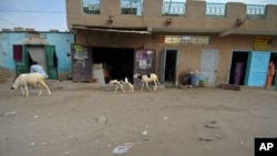 Des animaux marchent dans les rues de Nouakchott, Mauritane, le 9 août 2008. 