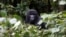 A male mountain gorilla from the Mukiza group is seen in the forest within the Bwindi National Park near the town of Kisoro, Uganda, March 31, 2018. 