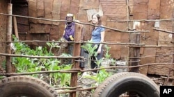 Kibera’s food producers grow their crops directly alongside densely-packed shacks. Nierenberg, pictured here with one of the farmers, says they are an example to the world