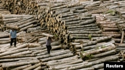 រូប​ឯកសារ៖ កម្មករ​លឺ​សែង​កំណាត់​ឈើ​ នៅ​ឃ្លាំង​ស្តុក​ឈើ​មួយ​ក្នុង​ប្រទេស​ចិន​ កាល​ពី​ថ្ងៃ​ទី​៩ ខែ​ឧសភា ឆ្នាំ​២០០៧។