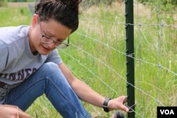Brittney Johnson spent many evenings after work this spring fencing around her Minnesota farm to keep her sheep in their pastures. (E.Sarai/VOA)
