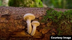Mushrooms often grow from dead and dying things in the forest. 