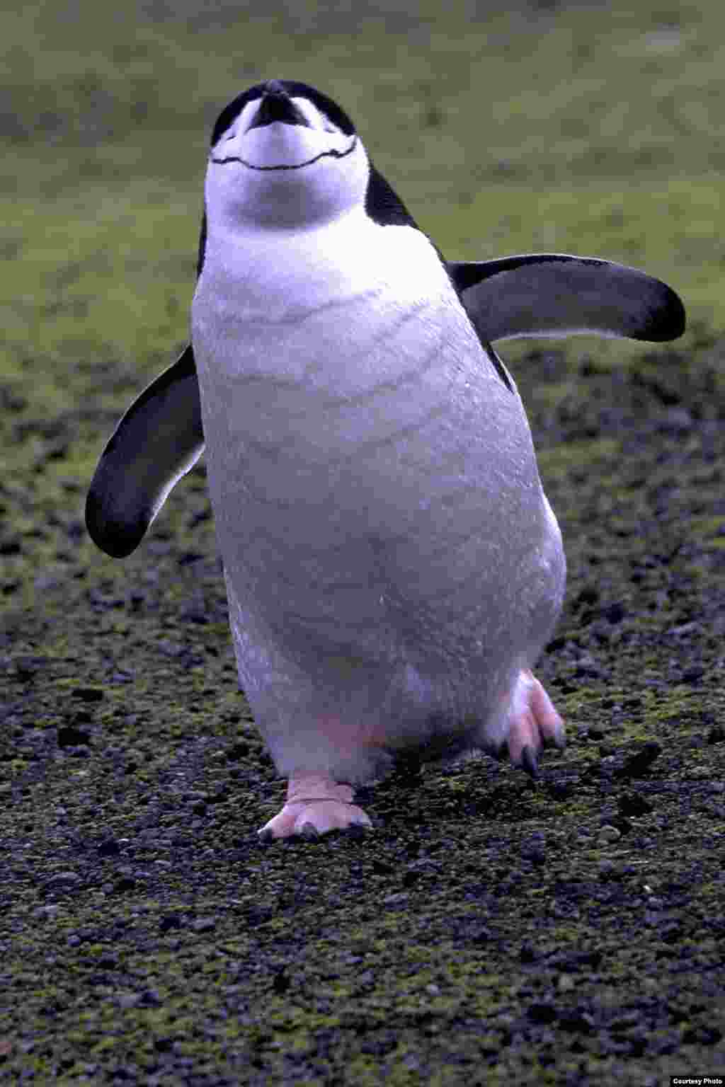 Penguin Chinstrap berjalan di atas&nbsp;Prasiola crispa, atau daratan ganggang hijau.&nbsp;(OCEANITES/Ron Naveen)