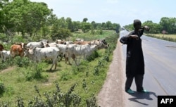 FILE - A fulani herder watches his cows near Ouangolodougou, northern Ivory Coast close to the Burkina Faso and Mali borders, June 24, 2020.