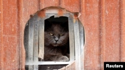 FILE - A cat is pictured at Les Petits Vieux, a home for dozens of elderly animals in Chievres, Belgium. U.S. officials say "there is no evidence" that pets play a role in spreading the coronavirus.