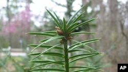 After 160 million years as an integral part of the Beech and Magnolia forests in the southeastern US, the Stinking Cedar now faces extinction due to habitat destruction and a widespread fungal disease. (Atlanta Botanical Garden)