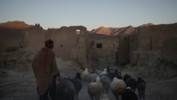 An Afghan man walks his sheep at Salar village, Wardak province, Afghanistan, Oct. 12, 2021.