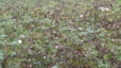 په ننګرهار کې د پنبې کروندګر د اوبو د کمښت او خرابو بازارونو له امله اندېښمن دي
