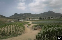 FILE - A man walks on a dirt path between cornfields in Nampho, North Korea, in June 2015, when the country was enduring what state media called "the worst drought in 100 years."