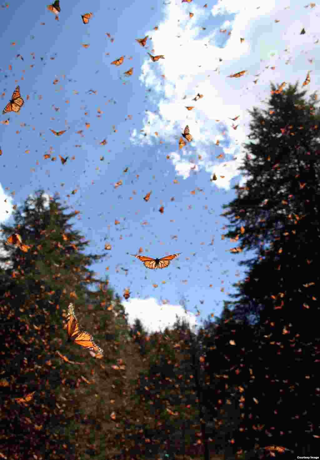 Monarchs take to the sky in Mexico. (Credit: Sonia Altizer)