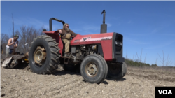 Timothy Albright, orchard manager at Indian Ladder Farms, plans to vote for Bernie Sanders this election. He says he finds that Sanders “espouses the beliefs of Jesus Christ.” (R. Taylor/VOA)