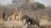 FILE - Elephants and giraffes walk near a watering hole inside Hwange National Park, in Zimbabwe, Oct. 23, 2019.
