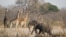 FILE - Elephants and giraffes walk near a watering hole inside Hwange National Park, in Zimbabwe, Oct. 23, 2019.