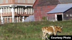 Cerridwen Farm is one of a few college-operated farms in the United States to support working draft animals.. (Courtesy Green Mountain College)