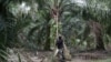 Seorang pekerja memanen buah kelapa sawit di tengah wabah virus cocora di Klang, Malaysia, 15 Juni 2020. (Foto: Reuters)