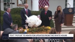 عفوِ فیل مرغ در قصر سفید؛ ادامهٔ یک سنت دیرینهٔ امریکایی
