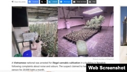 Trang TheThaiger.com loan tin cơ sở trồng cần sa trái phép do ông Nguyen Ngoc chăm sóc, ngày 29/1/2025.