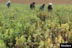 FILE - Afghan farmers work on a poppy field in the Gereshk district of Helmand province, Afghanistan, April 8, 2016.