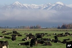 Sapi perah merumput di peternakan dekat Oxford, Selandia Baru, 8 Oktober 2018. (Foto: AP)