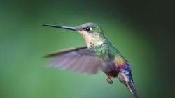 A female Coeligena helianthea hummingbird