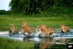 'The Last Lions' Documentary Traces Botswana Lioness, Her Cubs