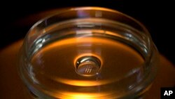 In this Oct. 9, 2018 photo, a microplate containing embryos that have been injected with Cas9 protein and PCSK9 sgRNA is seen in a laboratory in Shenzhen in southern China's Guangdong province. (AP Photo/Mark Schiefelbein)