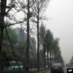 街道两旁的银杏树