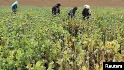 FILE - Afghan farmers work in a poppy field in the Gereshk district of Helmand province, Afghanistan, April 8, 2016. 