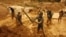 Artisanal miners dig for gold in an open-pit concession near Dunkwa, western Ghana, February 15, 2011.