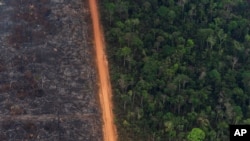FILE - A lush forest sits next to a field of charred trees in Vila Nova Samuel, Brazil, Aug. 27, 2019.