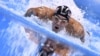 ARCHIVOS - El estadounidense Michael Phelps captado en la competencia final de 200 metros combinado individual masculino durante Juegos Olímpicos de Río 2016 en el Estadio Acuático Olímpico de Río de Janeiro el 11 de agosto de 2016.