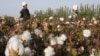 US Bans Imports of Cotton, Tomato-Based Products From China's Uighur Region