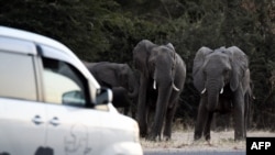 Des éléphants se préparent à traverser une route alors que des voitures passent à Kasane, dans le district de Chobe, dans le nord du Botswana, le 28 mai 2019.
