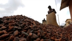 Le Ghana produit environ 900.000 tonnes de cacao chaque année