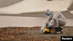Un investigador usa un traje protector mientras recolecta muestras de vida silvestre, donde se detectó el virus de la gripe aviar H5N1, en el territorio antártico chileno, la Antártida, en esta fotografía sin fecha obtenida por Reuters el 13 de marzo de 2024.