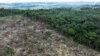 EU parliament loosens delayed anti-deforestation rules