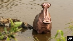 In this photo taken Sunday, Jan. 18, 2015, a hippo bathes in the Serengeti National Park, west of Arusha, northern Tanzania. The park is the oldest and most popular national park in Tanzania and is known for its annual migration of millions of wildebeests, zebras and gazelles. (AP Photo/Mosa'ab Elshamy)