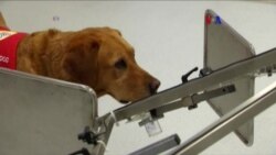 Perros para detectar el cáncer de próstata